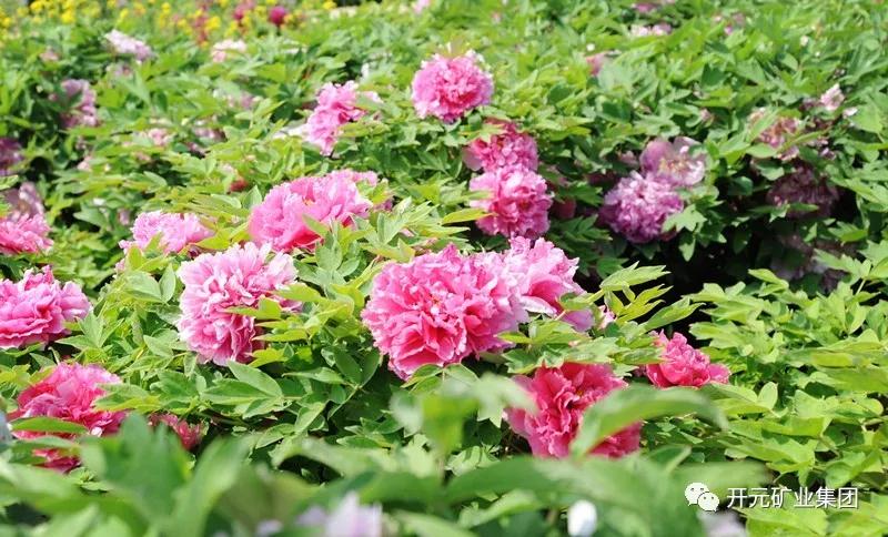 開(kāi)元恭迎八方客，盛情盡在迪尼斯